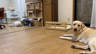 2匹と女の子の温度差がすごい(笑)