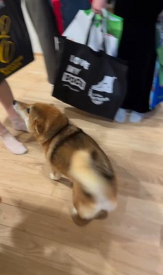 お客さんを熱烈歓迎するはちちゃん4