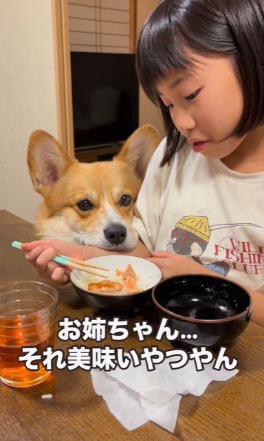 人間のご飯を見つめるコーギー