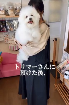 トリマーさんに抱っこされるエマくん