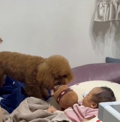 赤ちゃんの近くにぬいぐるみを持ってくる犬