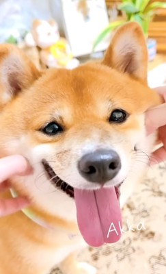 笑顔の柴犬