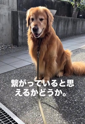 笑顔のチェスターくん
