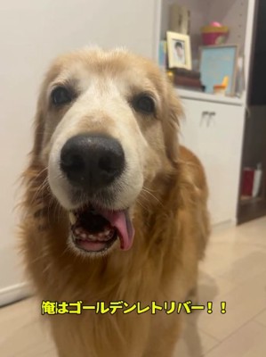 舌を出すゴールデンレトリバー