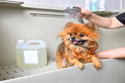 上からシャワー、ポメラニアン