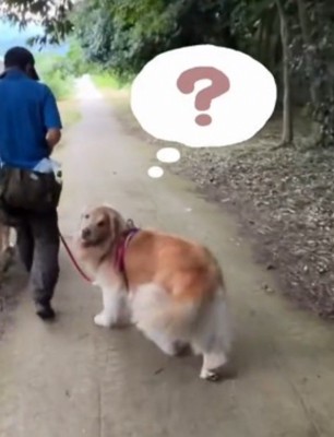 通り過ぎた男性をふり返る兄犬
