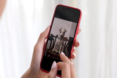 スマホ、犬の写真