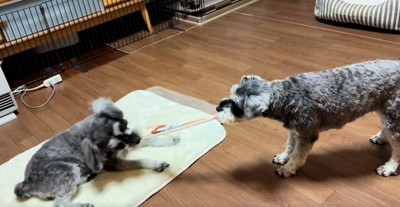 引っ張り合っこする2匹1