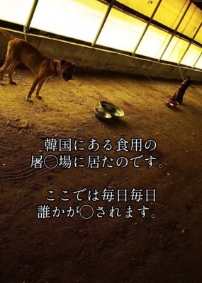 屠殺場の犬