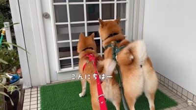 おじいちゃんの家に着いた2匹