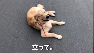 リード引っ張る飼い主に笑顔を見せる犬