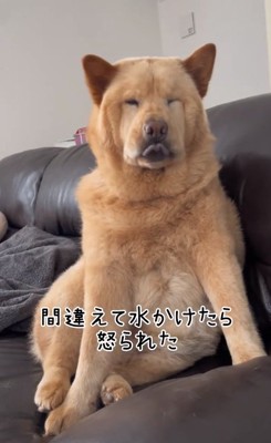 渋い顔をするぽぽ太くん