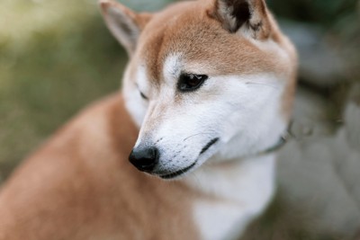 顔をそむける柴犬