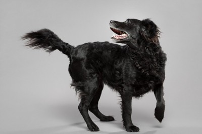 回転する黒い大型犬