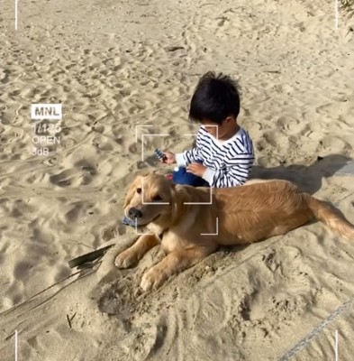砂浜で座る男の子に寄りそうゴールデンレトリバー
