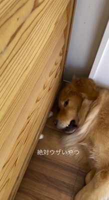 猫の前足が顔に当たって目を開ける犬