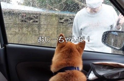 車に乗る柴犬