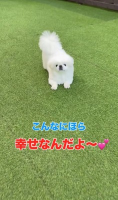 人工芝の上でお尻を上げている犬