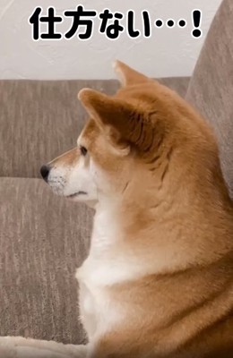 腹をくくったむぎちゃん