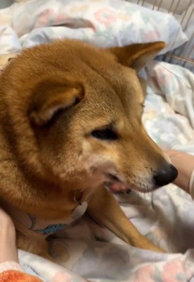 抱っこしようとしたら…