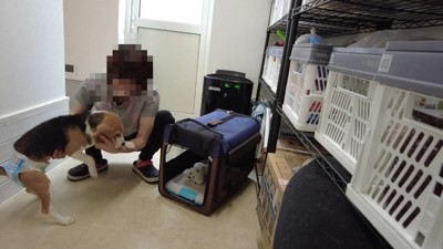 装着後は、キャリーに入ることを拒否