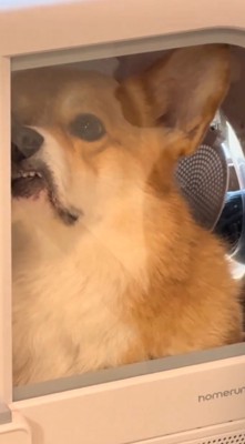 ドライヤーハウスの窓に顔を押しつける犬