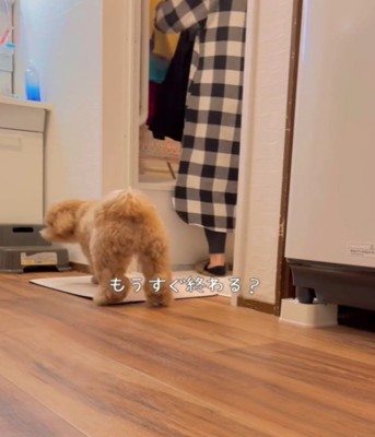 落ち着かない様子の犬1