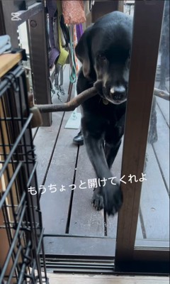 枝を運びたいあお君3