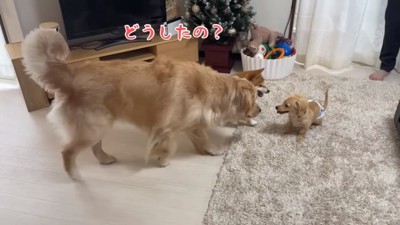 ぽてとくんに駆けつける2匹