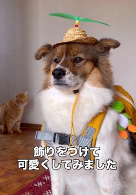 お散歩へ再チャレンジ♪