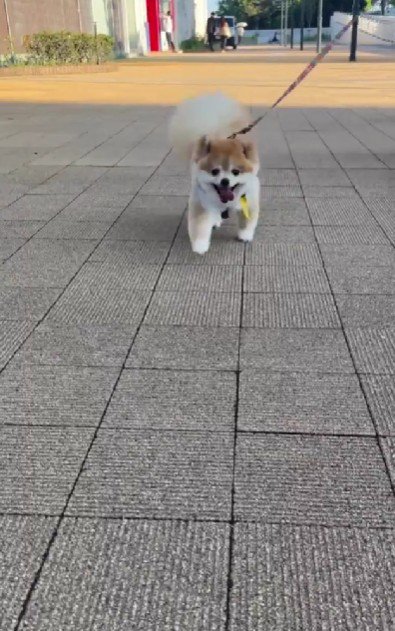 ニコニコ飼い主さんの元へ