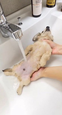 洗面台から抱き上げられる子犬