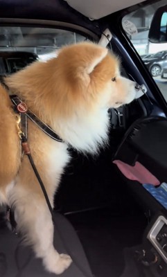 横を向いて座る犬