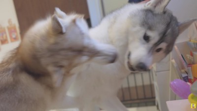 ワンプロが勃発！！