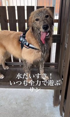 泥だらけの犬