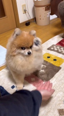 顔の横につくくらい前足を高くあげる犬