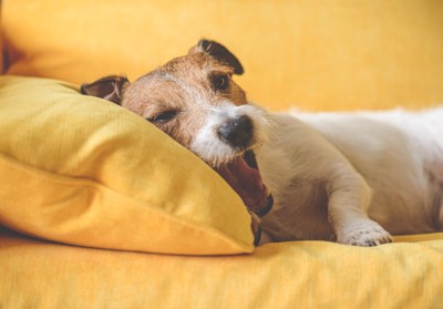 横になりながらあくびする犬