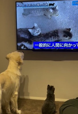テレビを見る2匹1