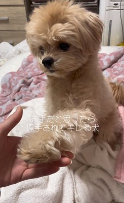 反対の手を出すじぷくん