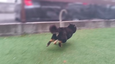 「捕まってたまるか!」とダッシュ