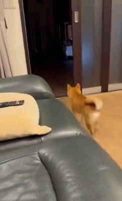 玄関に向かう犬