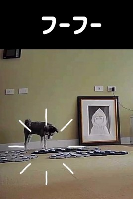 会話ボタンマットの上で「フーフー」ボタンを押す犬