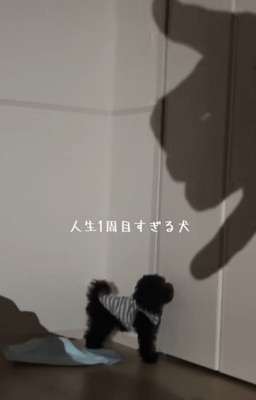 影に吠える犬