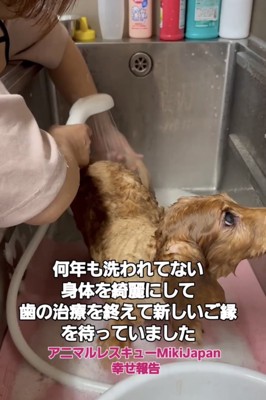 体を洗ってもらう犬