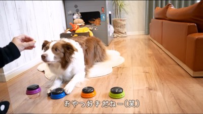 青いボタンを押した犬におやつをあげる飼い主