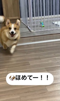 褒めてとアピールするうにちゃん