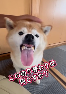唸り声を上げる柴犬