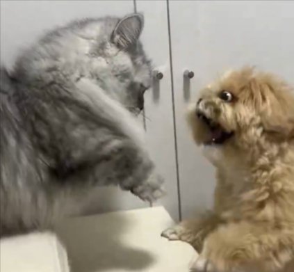 じゃれ合いっ子