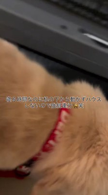 クレートのそばを横切る子犬