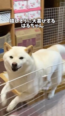 男性を見て走り回る犬